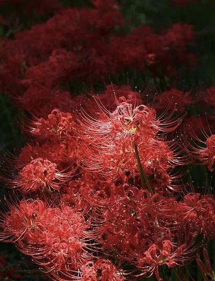 关于彼岸花的两个传说