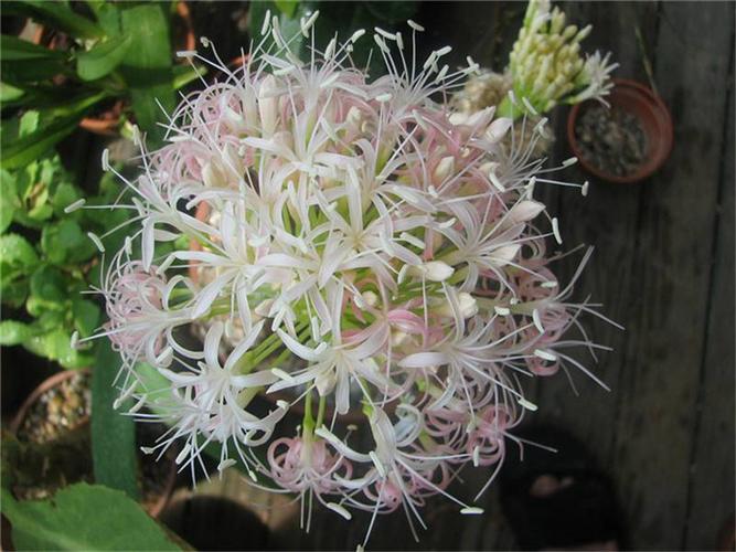 石蒜科产奇葩,比如刺眼花