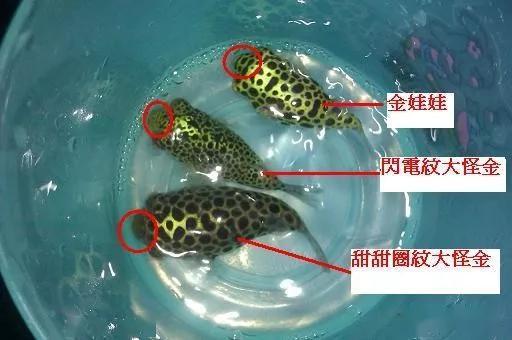 6,黄金娃娃狗头宠派养鱼大全黄金娃娃狗头鱼,是一种体色金黄,背上有