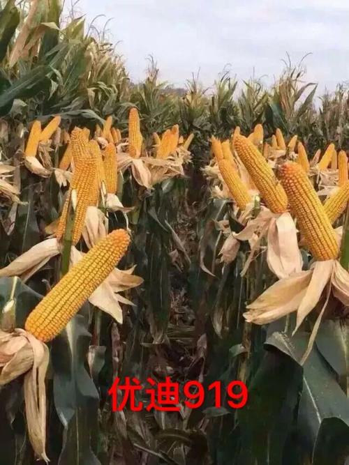 选玉米种就选优迪919