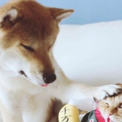 沈曦:可爱一对两张猫咪狗狗情头长安归故里我归你.