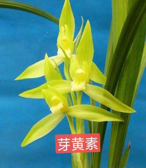 龙山扶彬兰花记