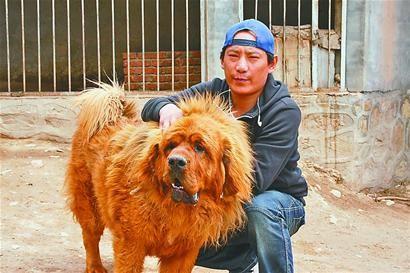 我把藏獒当"大爷"来养