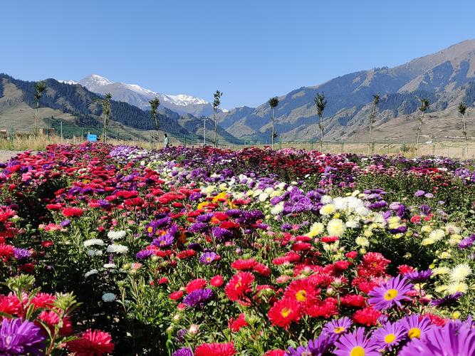 国庆中秋哪里去 百花谷里赏金秋,——走近吉木萨尔泉子街镇百花谷
