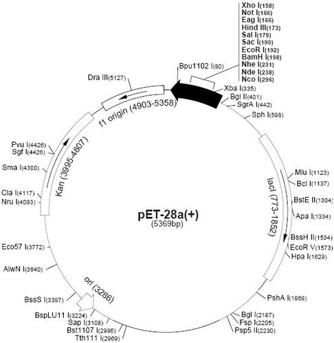pet,pqe,rnai 载体