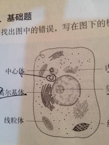 那个图里面被标注的的"中心体"实际上是
