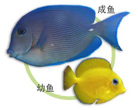 倒吊紫蓝吊 东莞市南城胖胖鱼水族馆