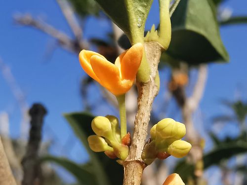 金桂-金黄色的桂花