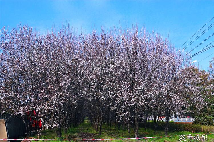 红叶李开花,扮靓随州城