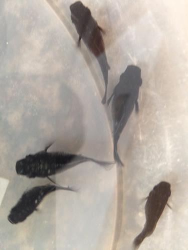 黑玛丽怀孕征兆