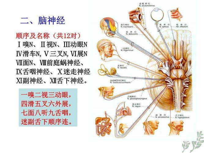 专病介绍听神经瘤的早期表现