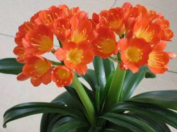 君子兰不需要买了,老园丁教你这2招,家里以后多的都可以送人!