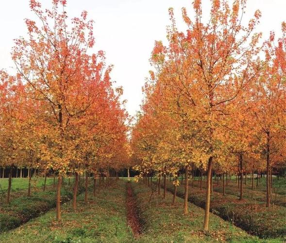 传统枫叶不稀奇,这种花叶三角枫你见过吗?