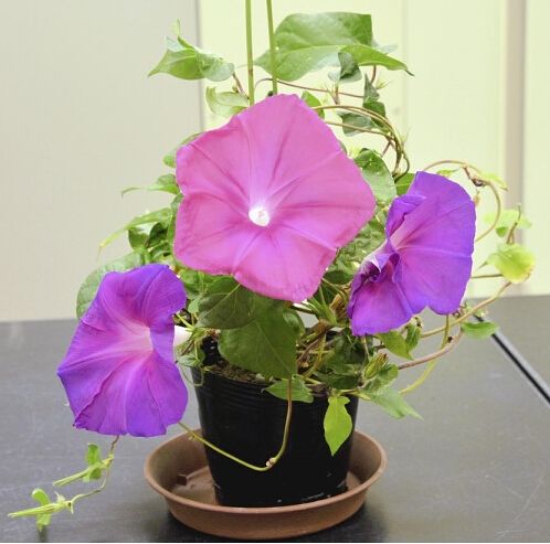 科学家发现植物衰老基因 花朵持久绽放
