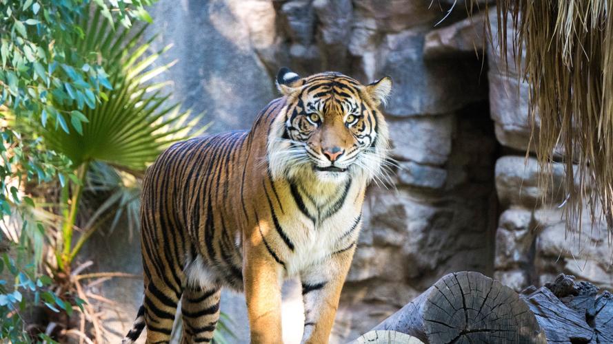 老虎壁纸【89】