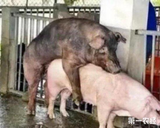 夏季母猪为什么配种成功率不高?母猪夏季配种成功率不高的因素