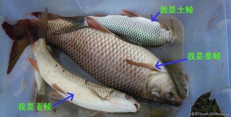 鲮鱼大致分为三种:土鲮,泰鲮以及麦鲮.