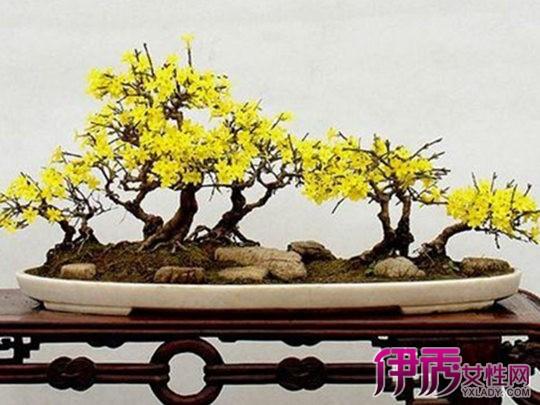 迎春花盆景养殖方法有哪些 园艺大师教你如何养殖