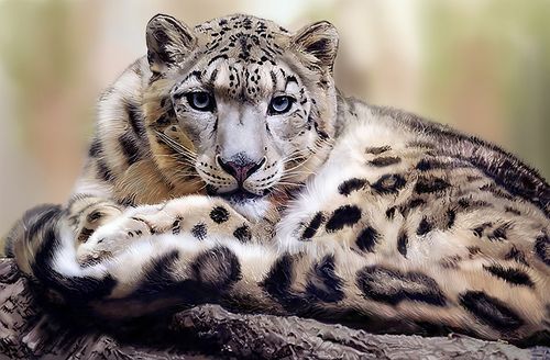 雪豹
