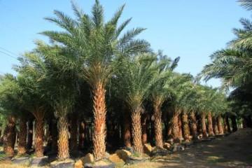 漳州中东海枣批发