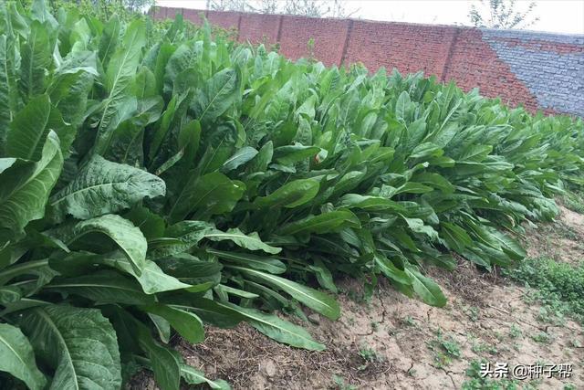 大叶菊苣有哪些特性?一年四季能割吗?它亩产15吨,能用