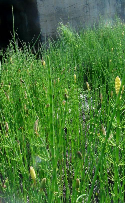 日月峡中草药:水问荆