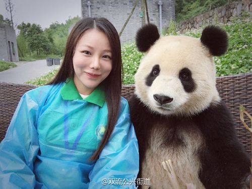 a selfie with   giant panda anyone? 有谁想和大熊猫一起自拍吗?