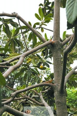 郑州市民采摘枇杷树遭殃 绿化部门:这些果实不宜食(组图)