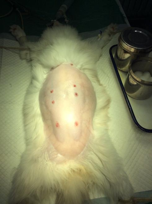 狗狗难产怎么办