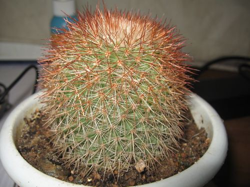 这颗仙人球是什么品种?怎么刺都发黄?
