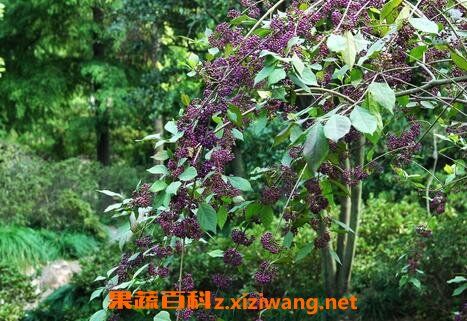 中药蟹目根的功效和药用价值