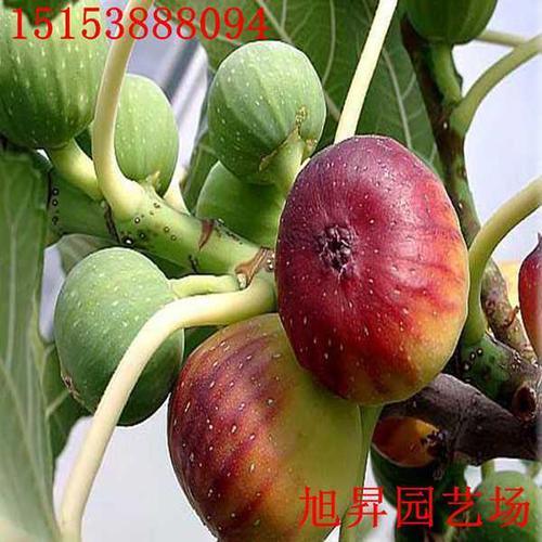 哪里有无花果苗玛斯义陶芬无花果苗厂家
