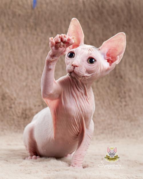 斯芬克斯无毛猫