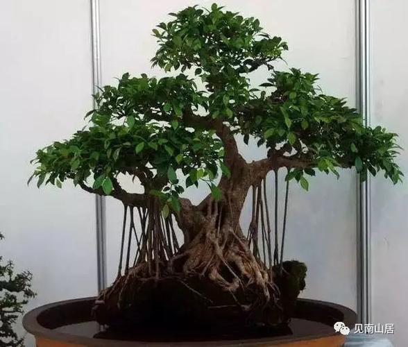 榕树盆景的栽培与养护