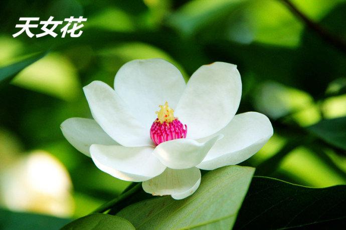 故事延伸:天女花,别名小花木兰,天女木兰.