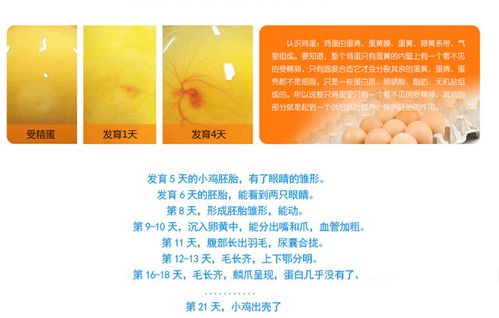 hhd 新款56枚孵化箱一键照蛋功能孵化器液晶显示频全自动孵化机