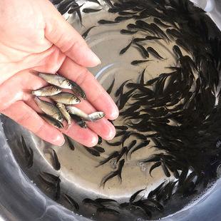 如何大规模培育鱼苗种