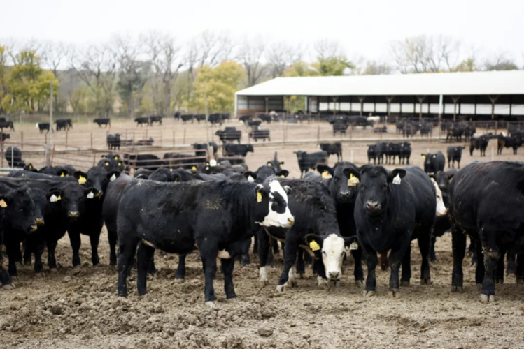 这是2017年10月31日在美国一个家庭农场拍摄的室外牛圈区.新华社发