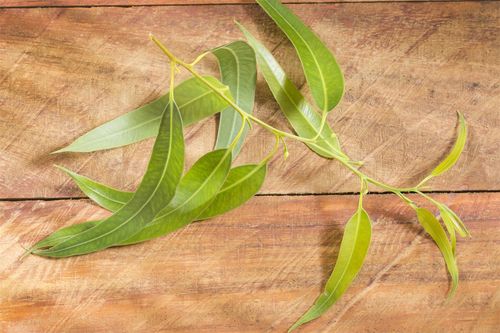 蓝桉树什么寓意,基本介绍