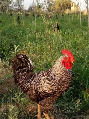 武汉市专业孵化场大种芦花鸡苗批发,量大从优