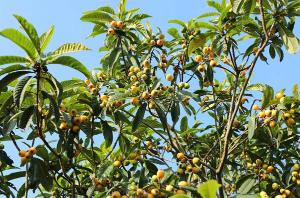 2020年枇杷树价格大全