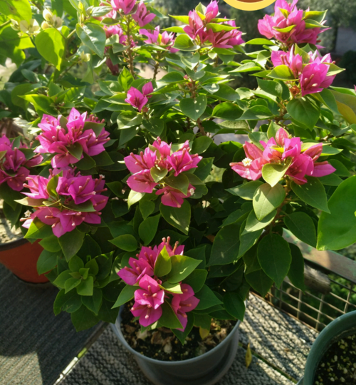 三角梅名品"塔紫",丰花勤花,养护容易,可做盆景,新手也能养