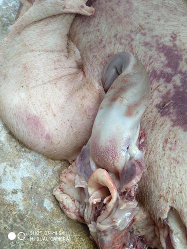 扁桃体和会厌软骨出血