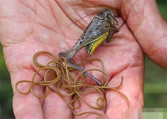 为什么螳螂体内会有铁线虫铁线虫对螳螂没有影响吗真相让人不敢相信