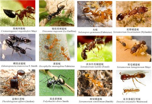 广西红树林区常见的蚂蚁种类fig.