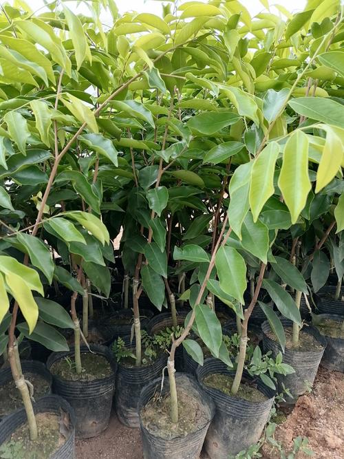 开售:奇楠沉香(汝湖金丝油,糖结)中木地苗,米径5分起