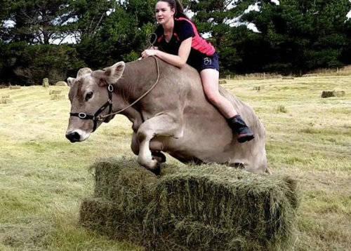 新西兰20岁女汉子把奶牛当马骑,骑牛可跳1米