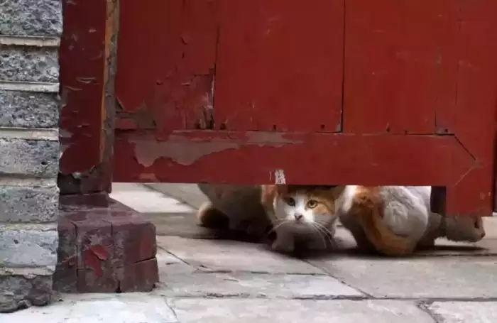 猫, 故宫的主子