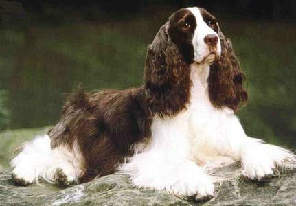 中文别称:史宾格 英文品种名:english springer spaniel 原产地:英国