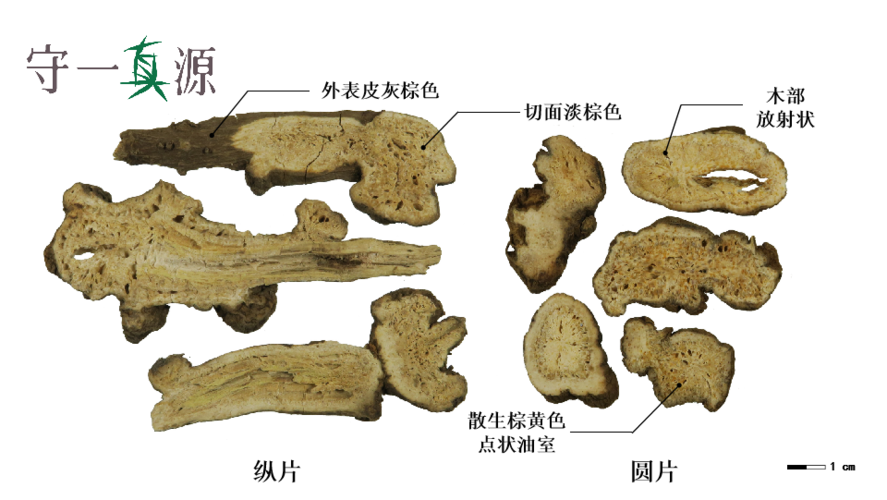 白术,即生白术.常见饮片规格为纵片和圆片两种.